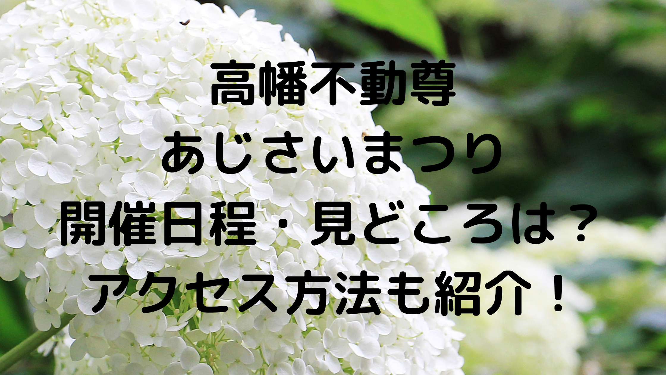 高幡不動尊のあじさいまつり21の開催日程は 開花状況や見どころは アクセス方法も紹介 せせない夢